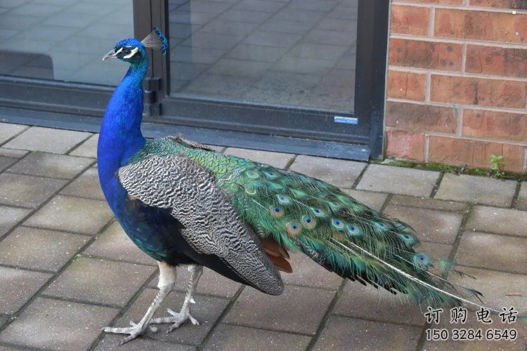 彩繪孔雀雕塑精品，標識雕塑，小區仿真孔雀雕塑供給?