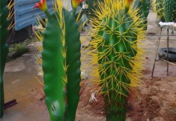 仙人棒雕塑精選，室外雕塑，仿真仙人棒雕塑選定廠家