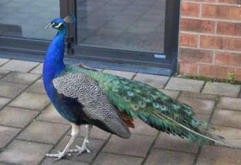 彩繪孔雀雕塑精品，標識雕塑，小區仿真孔雀雕塑供給?