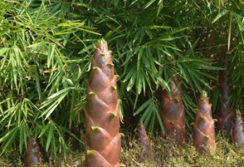 竹筍雕塑生產(chǎn)商,小區(qū)雕塑,不銹鋼竹筍雕塑廠家展品