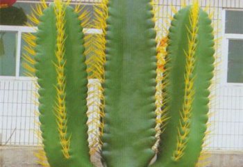 張家界庭院仙人掌雕塑